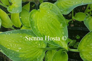 Hosta Rossing's Pride