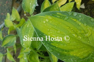 Hosta Rossing's Pride