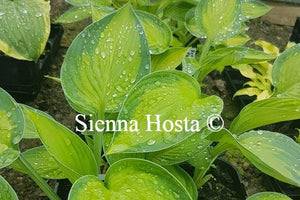 Hosta Rossing's Pride