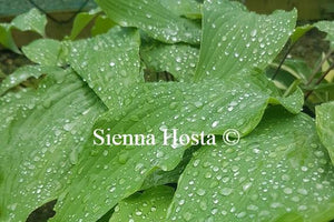 Hosta Red October