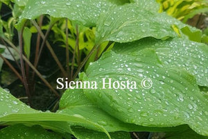 Hosta Red October