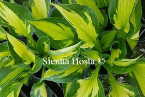 Hosta Colored Hulk