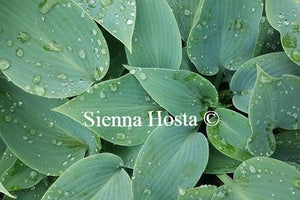 Hosta Buckshaw Blue