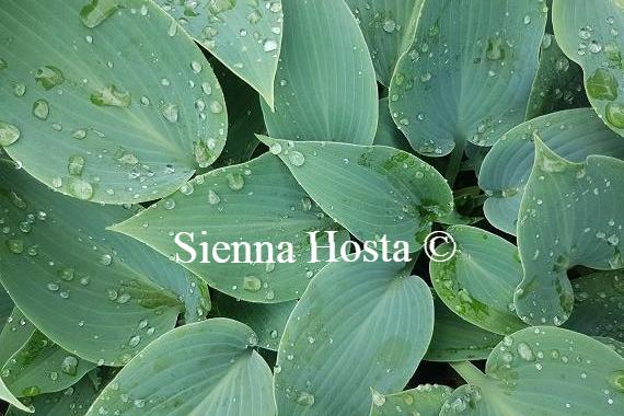 Hosta Buckshaw Blue