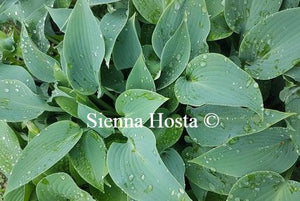 Hosta Buckshaw Blue