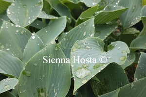 Hosta 'Buckshaw Blue'