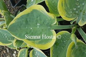 Hosta Battle Star