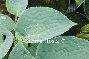 Hosta Blue Hawaii