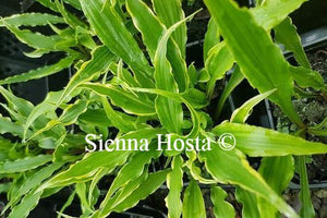 Hosta 'Electricution'