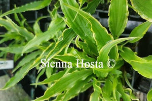 Hosta 'Electricution'