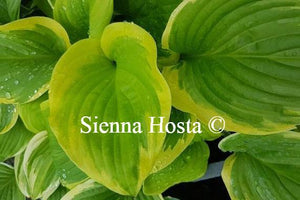 Hosta 'Frozen Margarita'