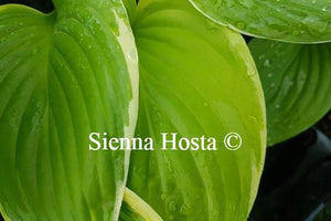 Hosta 'Frozen Margarita'