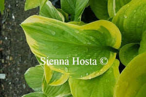 Hosta 'Frozen Margarita'