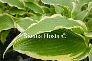 Hosta Kalamazoo