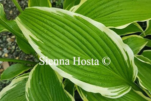 Hosta 'Kalamazoo'