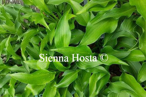 Hosta 'Harry van Trier'