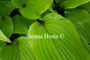 Hosta Miss Ruby