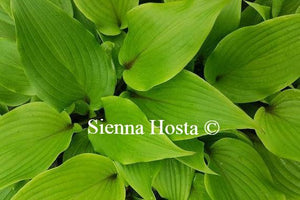 Hosta Miss Ruby