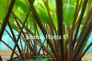 Hosta Miss Ruby Red Stems