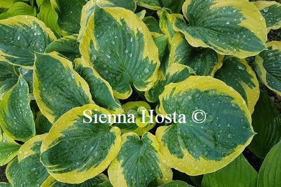 Hosta 'Mike Shadrack' - Sienna Hosta
