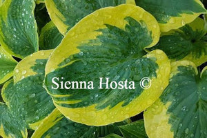 Hosta Mike Shadrack