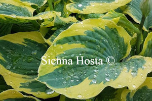 Hosta Mike Shadrack