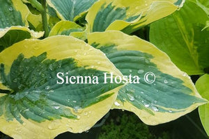 Hosta Mike Shadrack