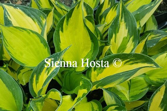 Hosta Morning Light