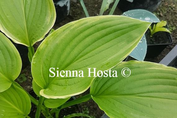 Hosta Sienna Susan NEW hosta 2019