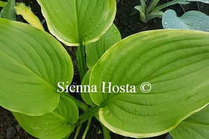 Hosta Sienna Susan NEW hosta 2019