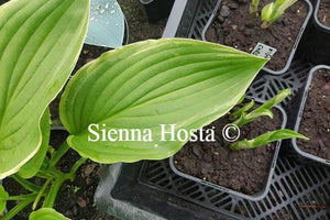 Hosta Sienna Susan NEW hosta 2019