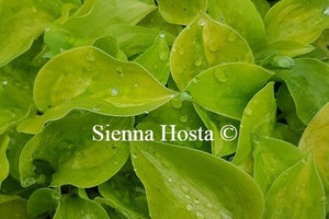 Hosta Silver Threads and Golden Needles
