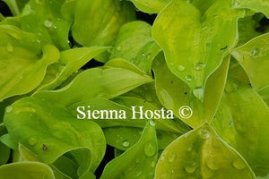 Hosta Silver Threads and Golden Needles