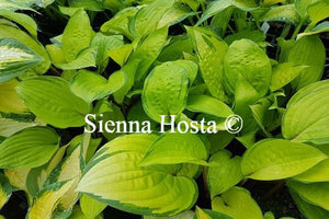 Hosta Paradise Island