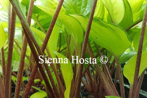 Hosta Paradise Island