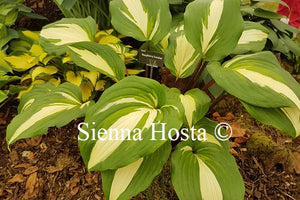 Hosta 'Raspberry Sundae'