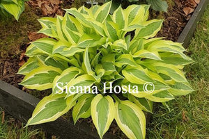 Hosta Hanky Panky