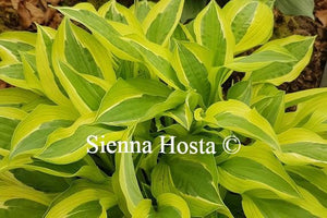 Hosta Hanky Panky