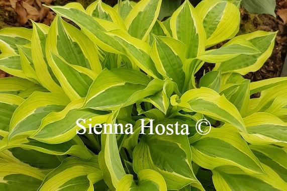 Hosta Hanky Panky