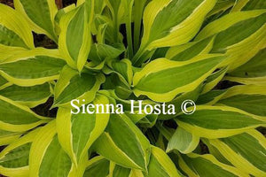 Hosta Hanky Panky