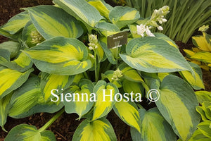 Hosta 'Heat Wave'