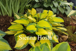 Hosta 'Georgia Sweetheart'