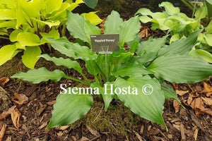 Hosta Rippled Honey