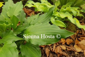 Hosta 'Rippled Honey'