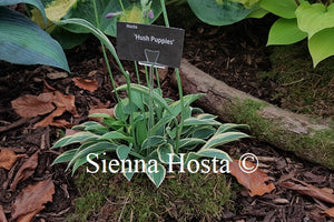 Hosta 'Hush Puppie'