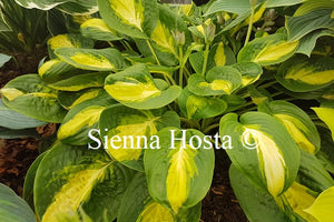 Hosta 'Warwick Comet'