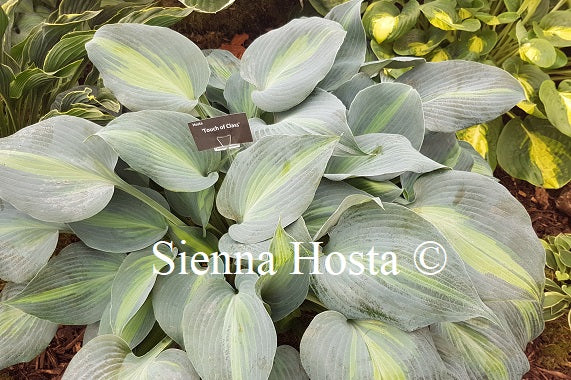 Hosta 'Touch of Class'