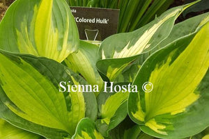 Hosta Colored Hulk