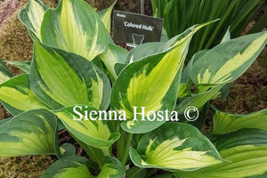 Hosta Colored Hulk