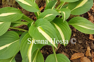 Hosta 'White Bikini'